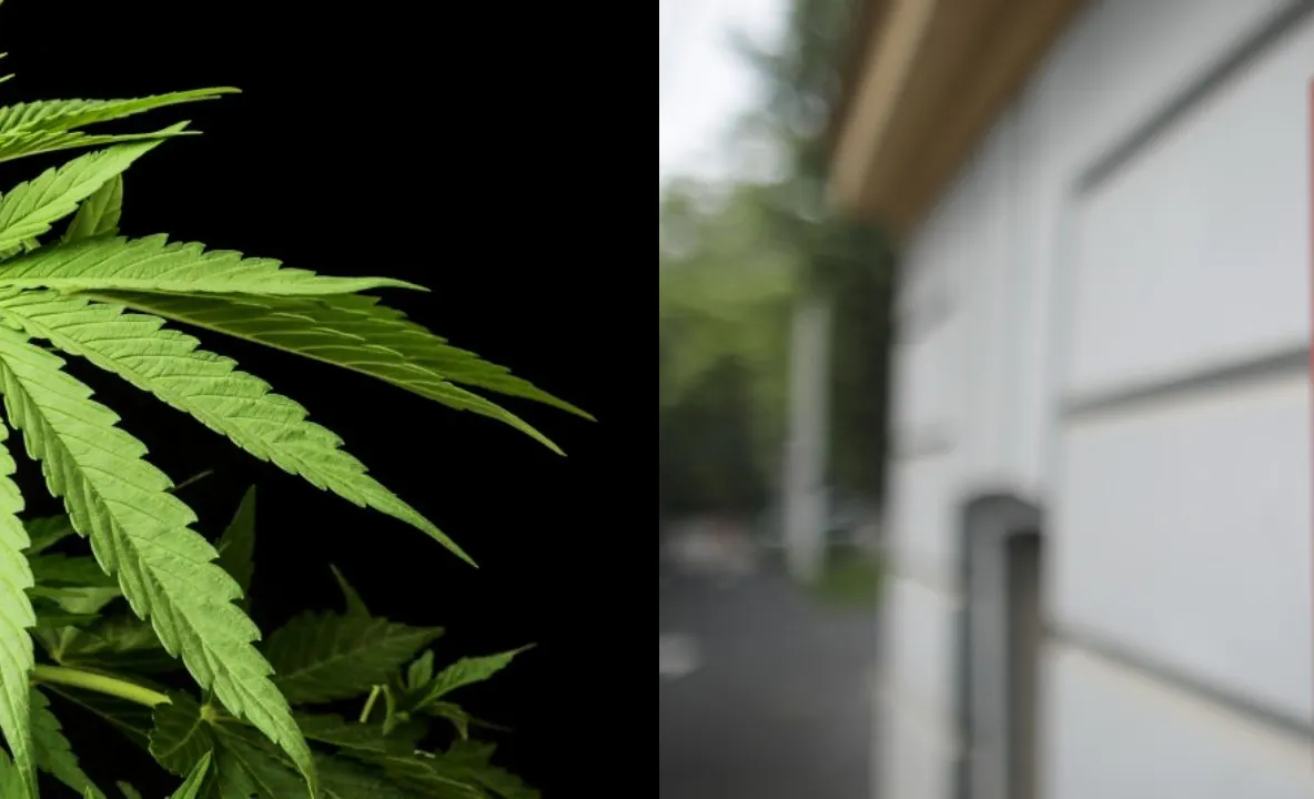 PSD vrea legalizarea marijuanei în scopuri medicinale