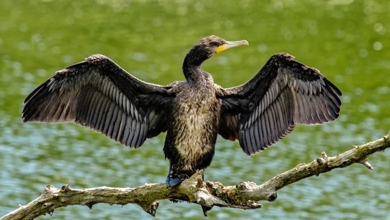 Petre Daea vrea să scoată cormoranii din lacurile fiicei, cu mâna altor parlamentari