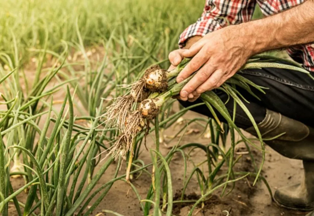 Agricultorii nu vor sa schimbe Guvernul, ci să-l  pună la treabă 