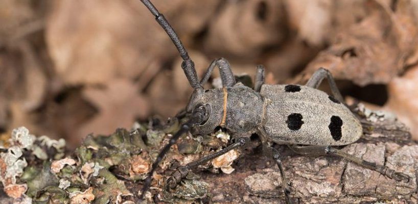 CE FACE GANDACELUL DE STEJAR?