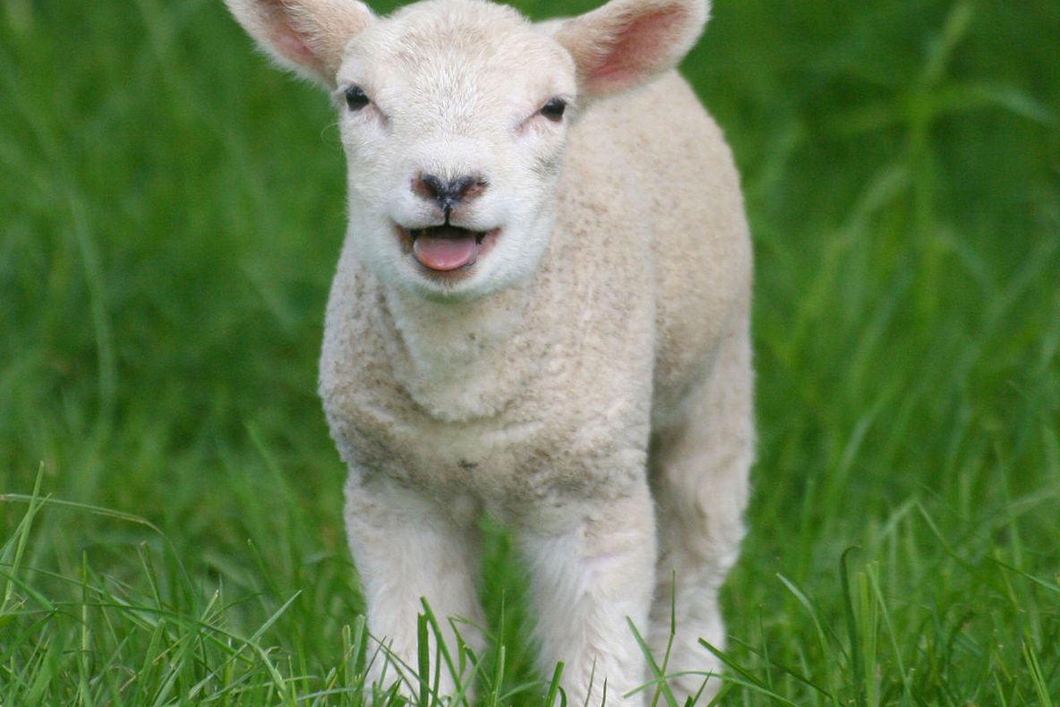 UN’ TE DUCI TU MIELULE?