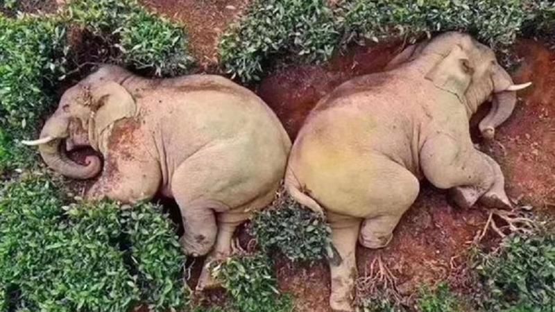 PNL și PSD sunt 2 elefanți în politică romaneasca