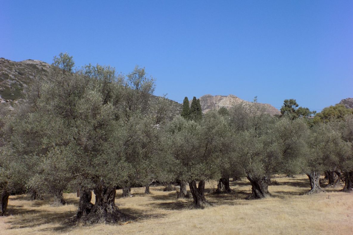 NU-I PACE SUB MASLINI?