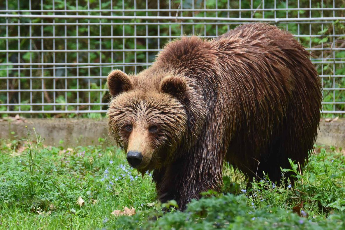 CINE VINDE PIELEA URSULUI DIN PĂDURE?