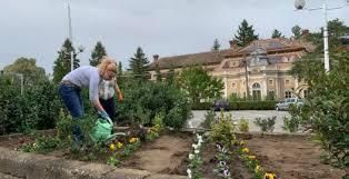 Primarul PSD al comunei Pâncota i-a scos la grădinărit pe funcționari