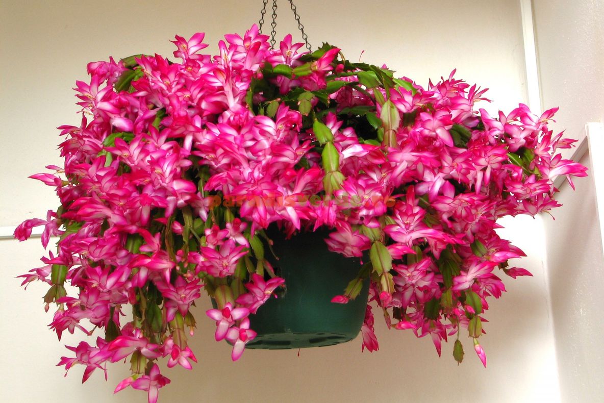 ÎNFLOREȘTE IN CAMPANIE MUSCATA?