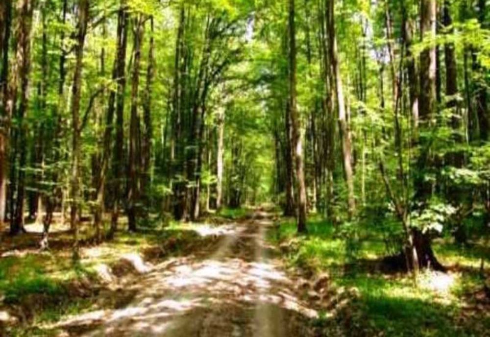 PSD se angajează să susțină ONG urile și campaniile verzi