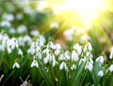 O PRIMAVARA LINISTITA?