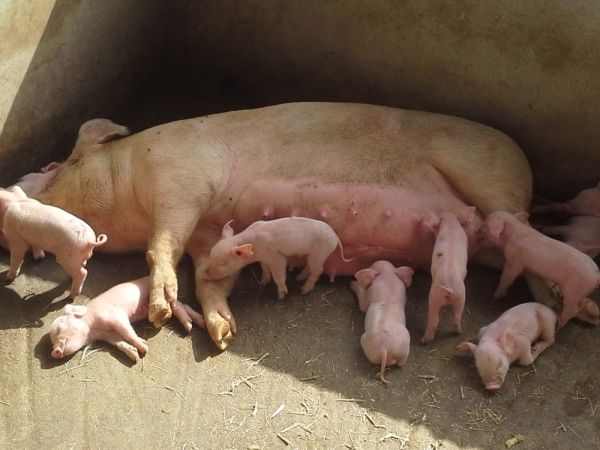 Senatorul PSD Călin Matieș: Guvernul PNL ne va interzice să mai creștem porci românești din 1 August