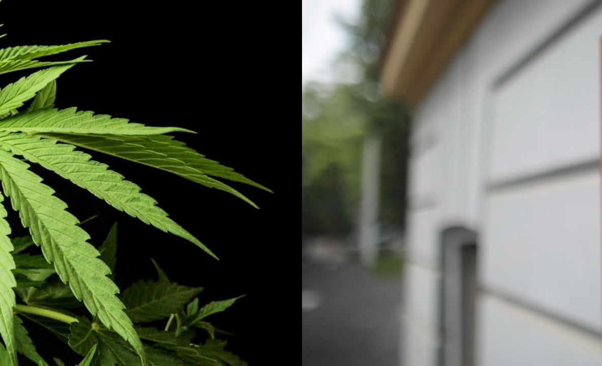 PSD vrea legalizarea marijuanei în scopuri medicinale