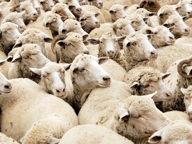 PREA MULTE MIORIȚE?