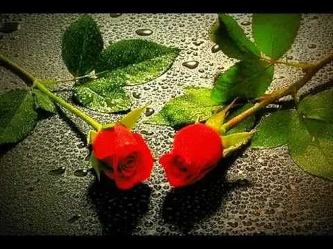       RĂZBOIUL CELOR DOUA ROZE 