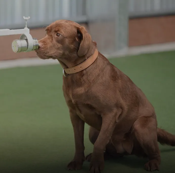 labrador