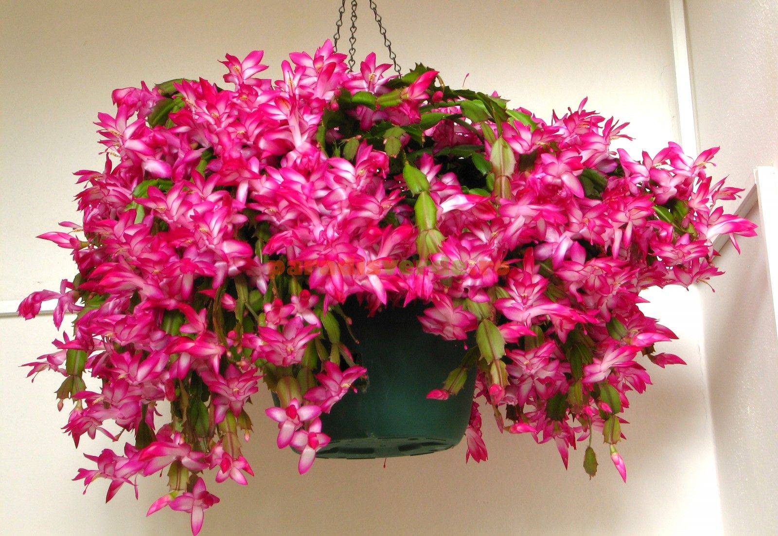 A2953ADD-146A-4496-84F9-F0F35C62EBDA