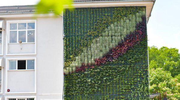 olguta si blocurile cu fatade naturale