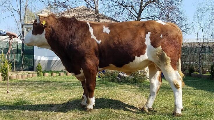 Baltata-romaneasca-de-vanzare