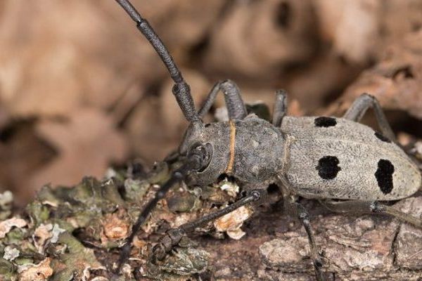 CE FACE GANDACELUL DE STEJAR?