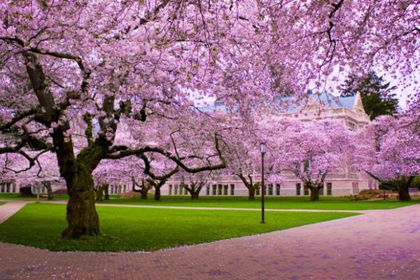 SE FAC CIREȘELE DE MAI?