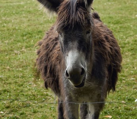 SUNTEM...MĂGARUL LUI BURIDAN?