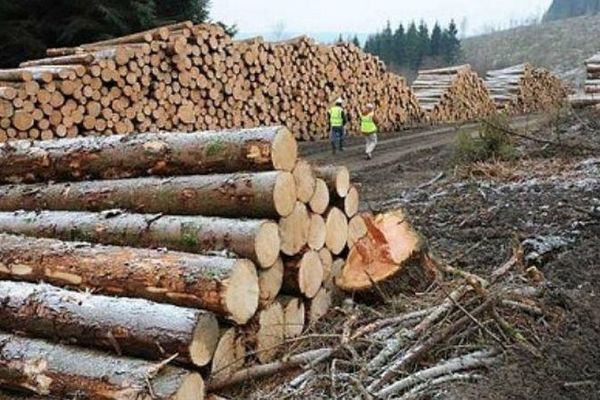 Contre între PSD și PNL, în Senat, cu privire la interzicerea exportului de lemn și produse agricole