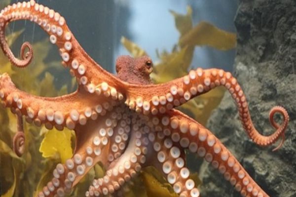 PSD acuza caracatiță PNL