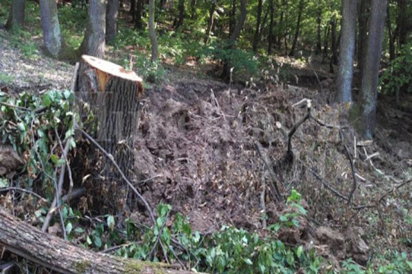 Fostul ministru al Mediului, Doina Pana, acuza PNL ca protejează mafia defrisarilor