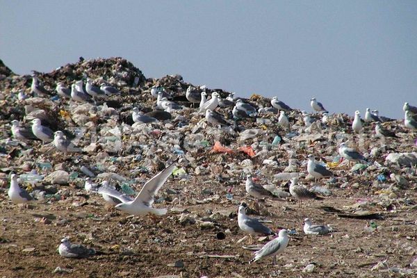 Niște politicieni șmecheri au transformat o comună de lângă Capitală în groapă de gunoi. Mirosul ajunge până la bulgari. Garda de Mediu le-a luat praful de pe tobă