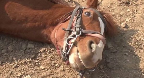 Polemici cu Ion Cristoiu: PSD nu e un cal mort. E doar adormit