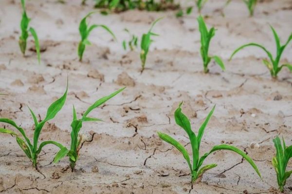 Ministrul Oroș a trimis Comisiei Eurooene planurile de irigații ale lui Nicole Ceausescu