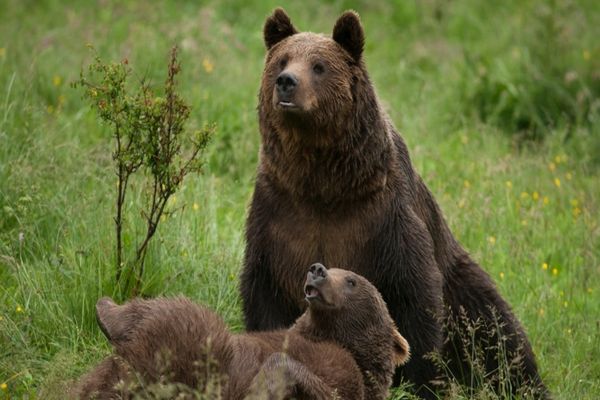 Miron Mitrea: vânătoarea asigură sănătatea speciilor