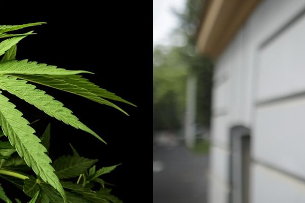 PSD vrea legalizarea marijuanei în scopuri medicinale