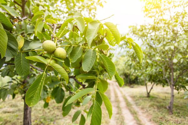 PSD și noua garnitură 