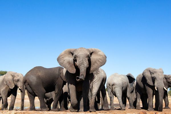 SE LEAGĂNĂ ELEFANȚII?