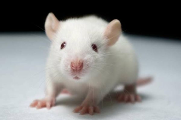 Mitrea persiflează tsunami declarațiilor politice privind modificările fiscale