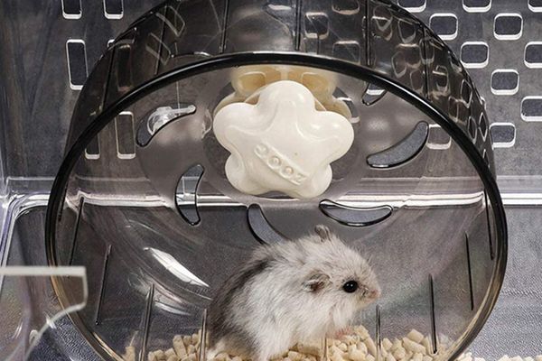 Captivi în roata istoriei?