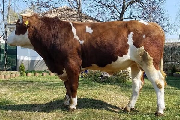 Cadoul lui Codrin Ștefănescu pentru nunta lui George Simion: “o bălțată românească”