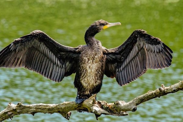 Petre Daea vrea să scoată cormoranii din lacurile fiicei, cu mâna altor parlamentari