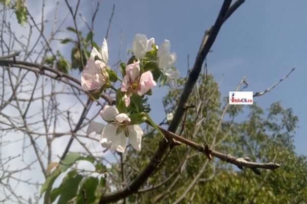 Tot mai multe culturi, afectate de șocurile termice. Petre Daea transmite un avertisment agricultorilor