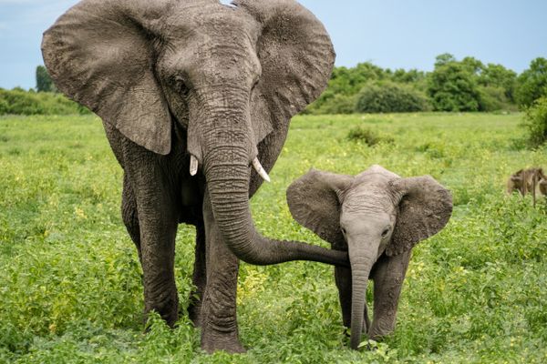         DOI ELEFANȚI SE LEGĂNAU…? 