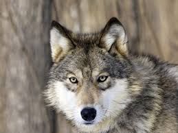     HOMO HOMINI LUPUS EST? 