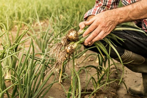 Agricultorii nu vor sa schimbe Guvernul, ci să-l  pună la treabă 