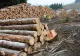 Contre între PSD și PNL, în Senat, cu privire la interzicerea exportului de lemn și produse agricole