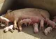 Senatorul PSD Călin Matieș: Guvernul PNL ne va interzice să mai creștem porci românești din 1 August