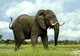 UN ELEFANT PE SARMA?