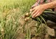 Agricultorii nu vor sa schimbe Guvernul, ci să-l  pună la treabă 