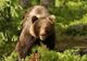 A fost stabilită cota de intervenţie preventivă pentru ursul brun
